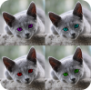 cats.png cats.png